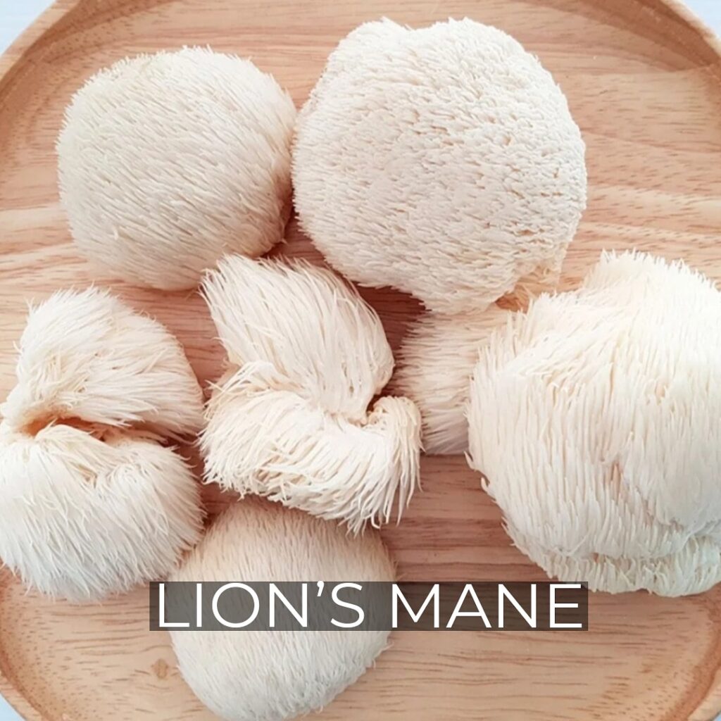 lions-mane